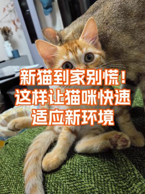 猫咪刚到新家的适应方法