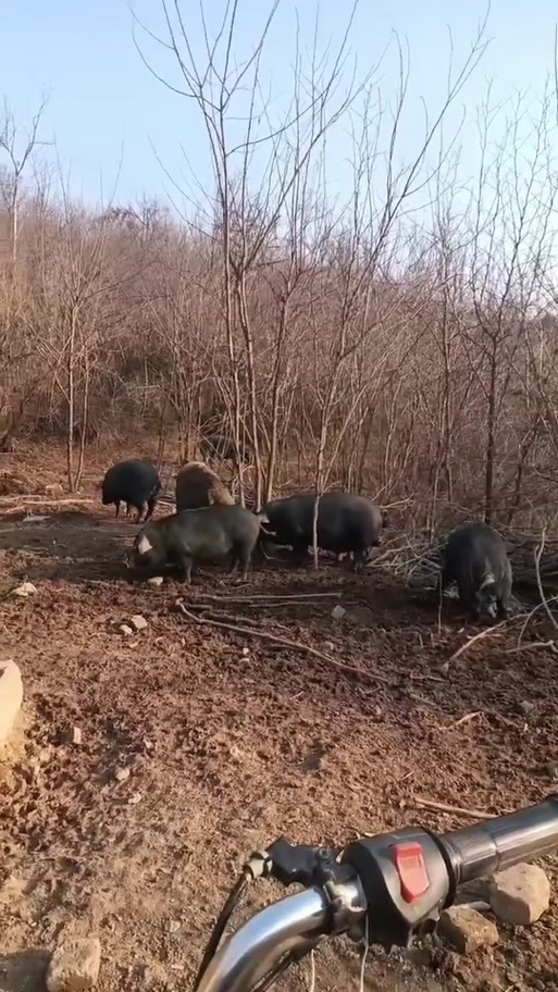黑猪侠影视