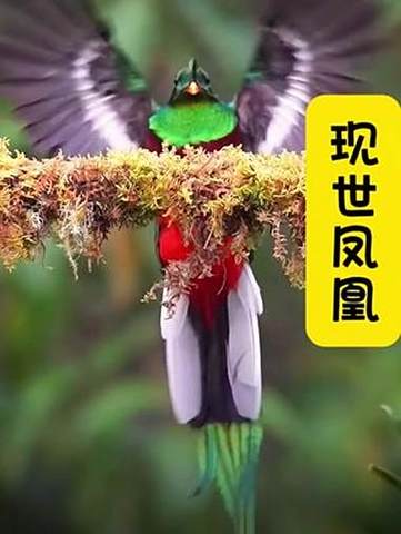 谁见过人蓄养凤凰呢
