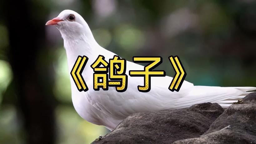 鸽子小视频