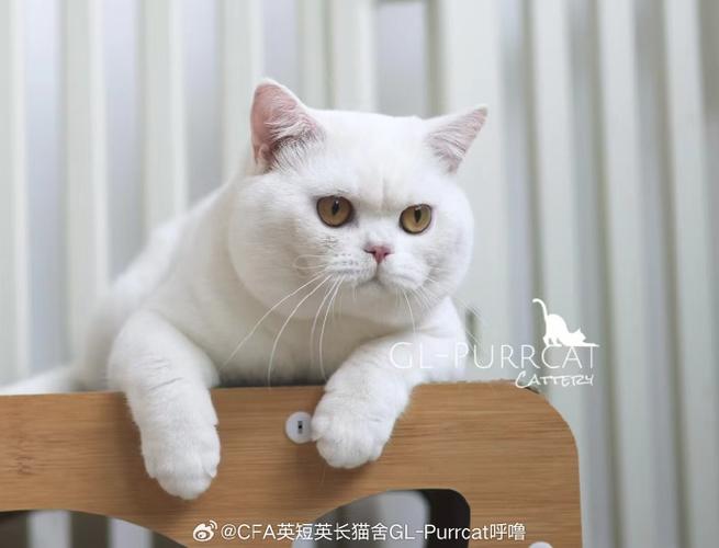 白色英短为什么听不见声音