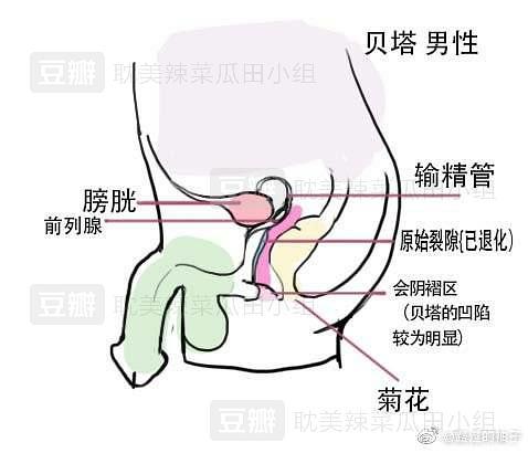 除了abo还有什么设定