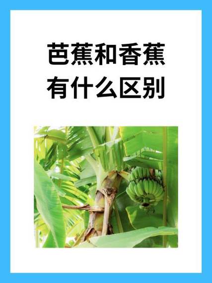 阅读短文老芭蕉和小芭蕉