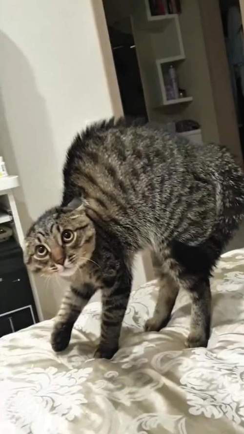 猫不听话截图