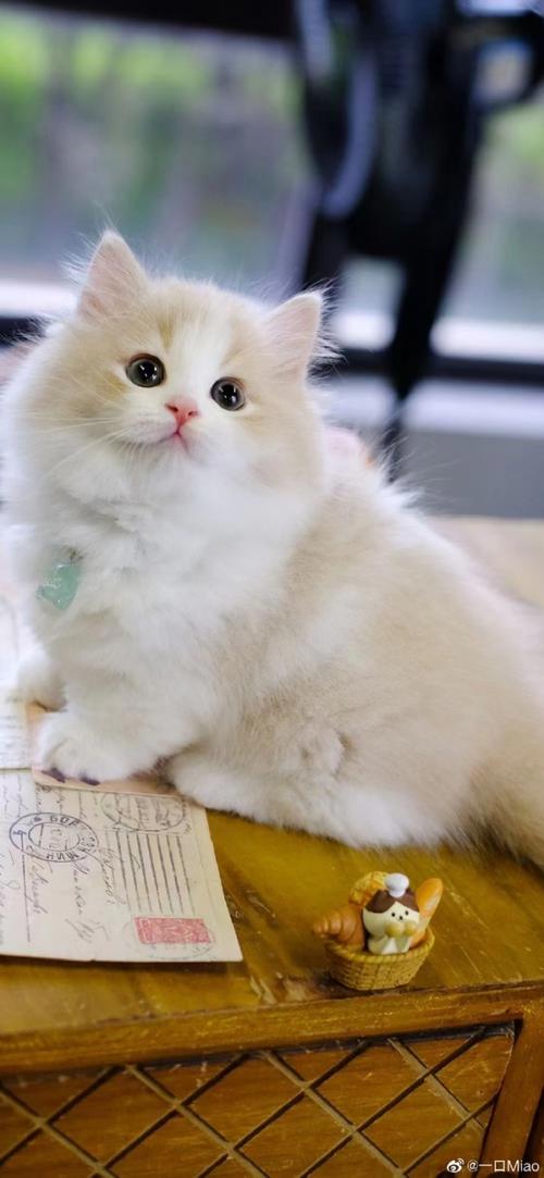 矮脚猫多少钱一只