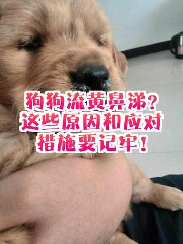 狗狗流黄鼻涕能自愈吗缩略图