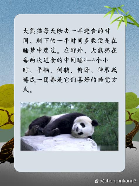 描写大熊猫的外貌特征怎么写缩略图