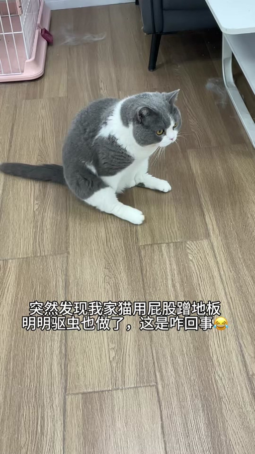猫猫老是蹭来蹭去