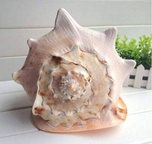 海螺都有哪些品种