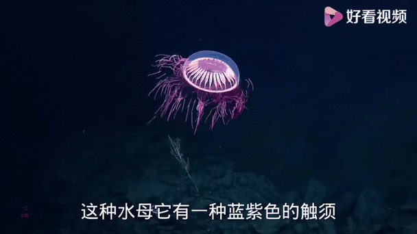 水母暗示什么男女感情截图