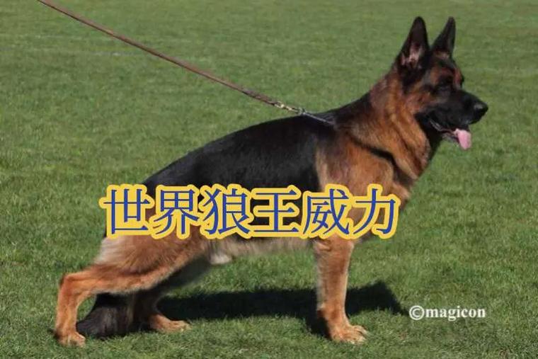 十个不养德牧的理由