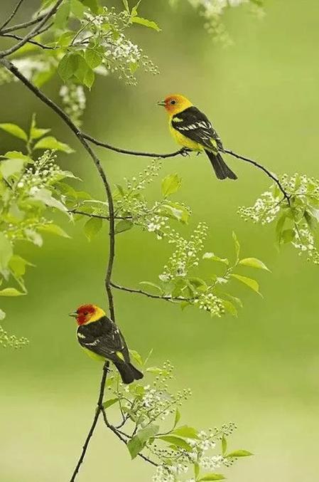 小鸟壁纸是什么软件截图