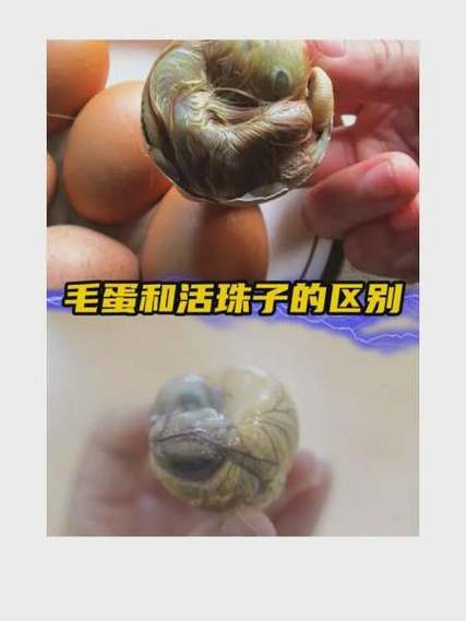 活珠子还是毛鸡蛋好吃