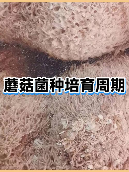 蘑菇菌种多久培育出蘑菇缩略图