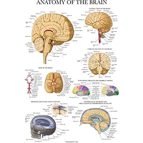 brain