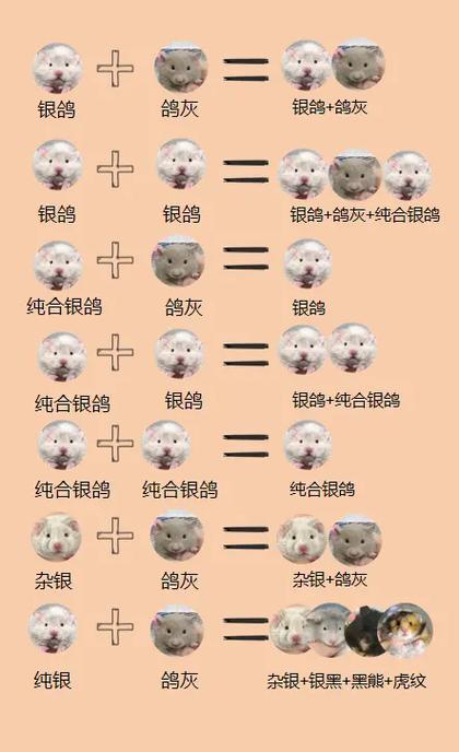如何养金丝熊图标
