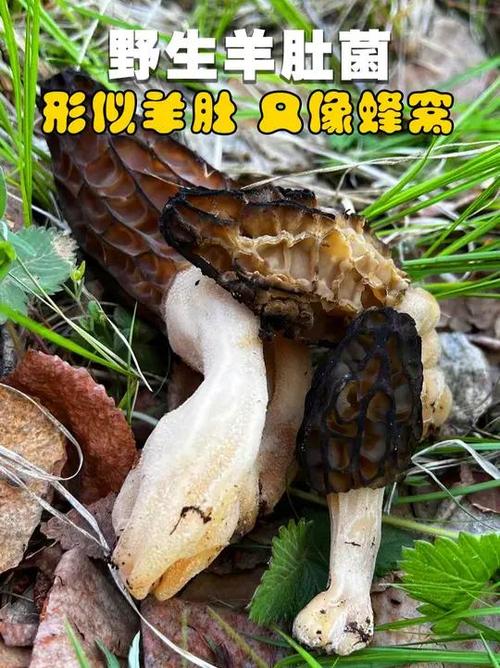 羊肚菌相似的毒蘑菇