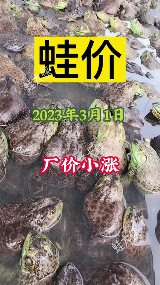 2021年至2023年养牛蛙怎么样