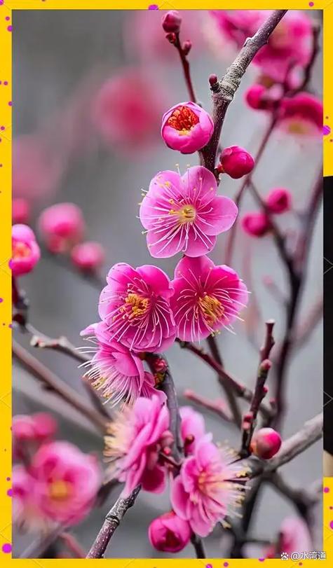什么季节有梅花截图
