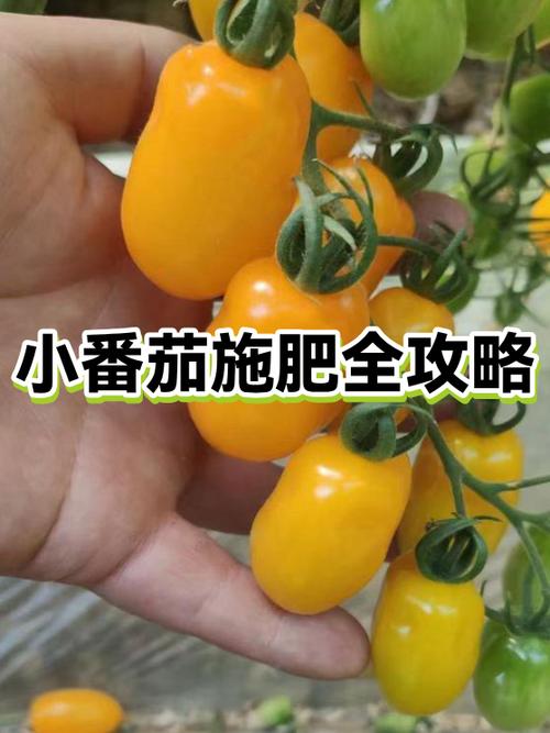 小番茄施什么肥最好游戏截图