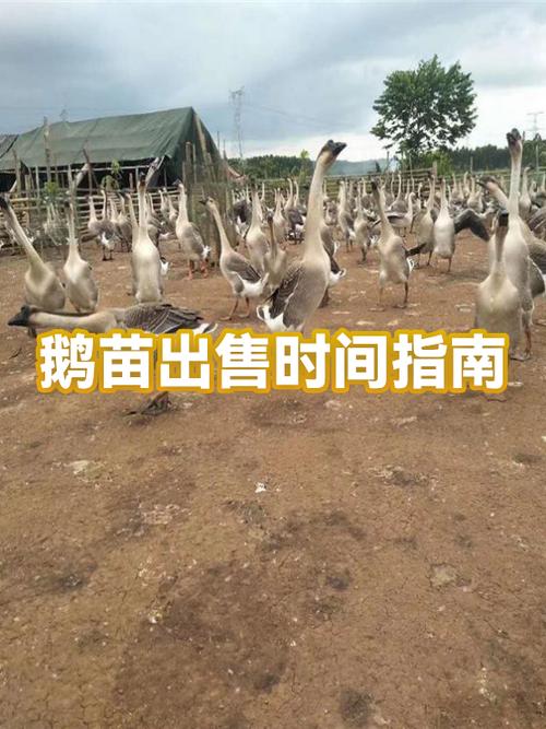 鹅苗出售8元一只附近