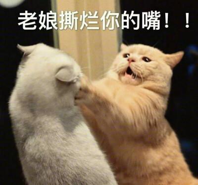 快撕烂他的嘴梗图