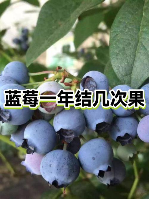 甸果是蓝莓吗