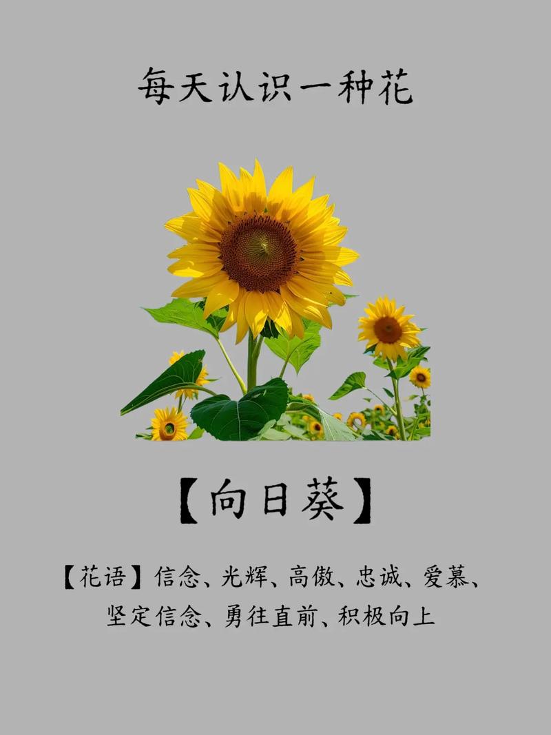 向日葵转发文章平台图标