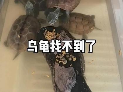 乌龟放出来找不到了怎么办