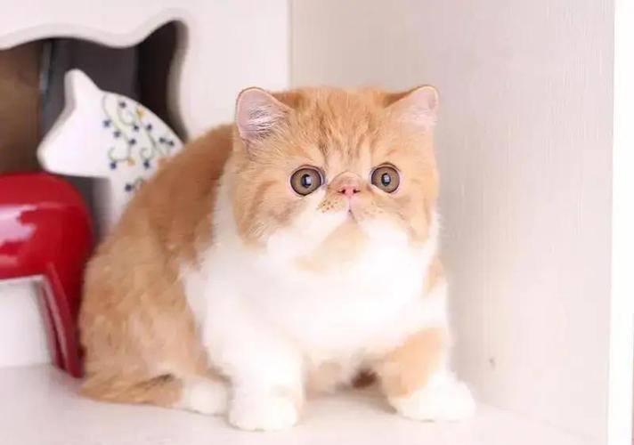 新手养加菲猫注意事项