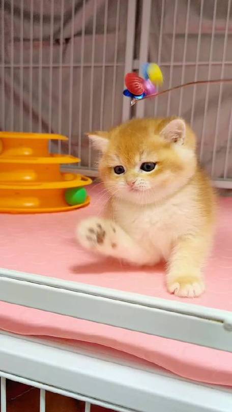小金子 猫