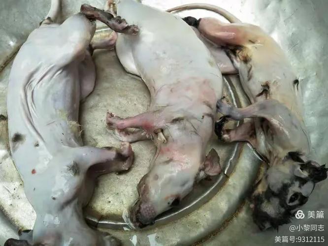 山鼠肉可以吃吗?