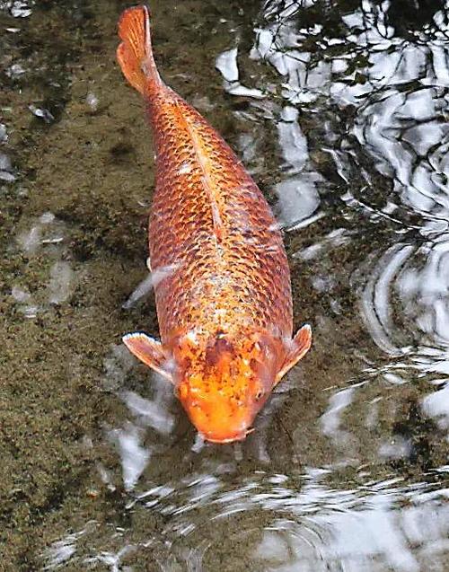 锦鲤几天不喂会饿死