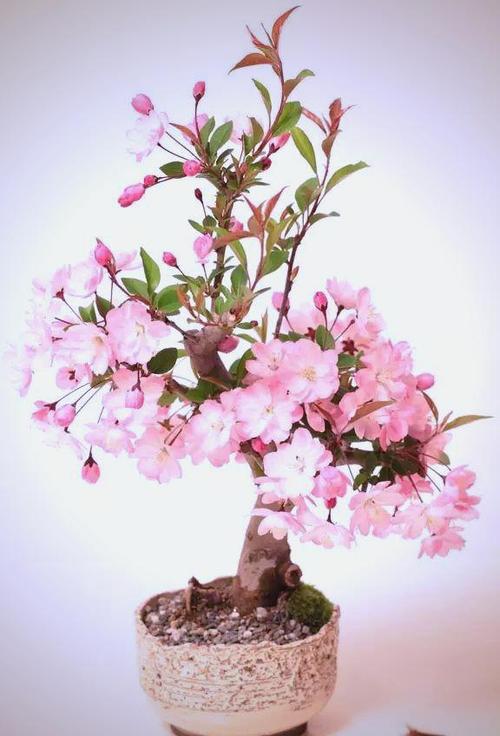 樱花盆栽怎么养图标
