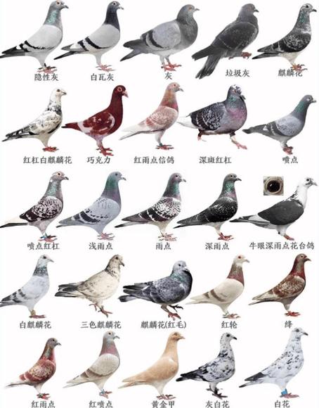 十大鸽子最好品种