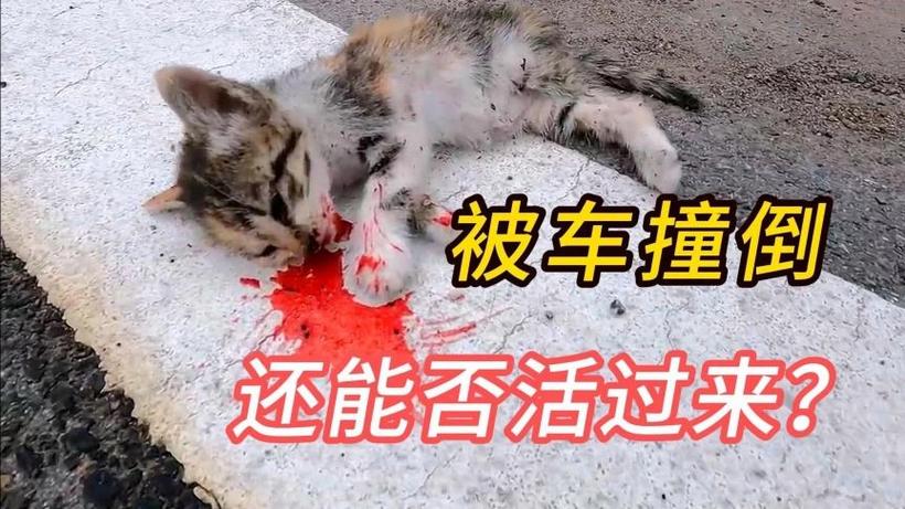 被车压扁的猫