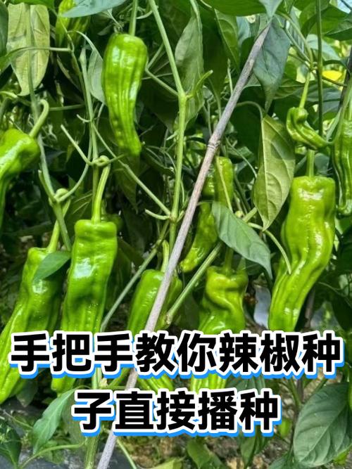 辣椒直接播种方法缩略图