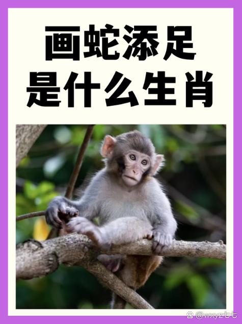媊是什么生肖截图