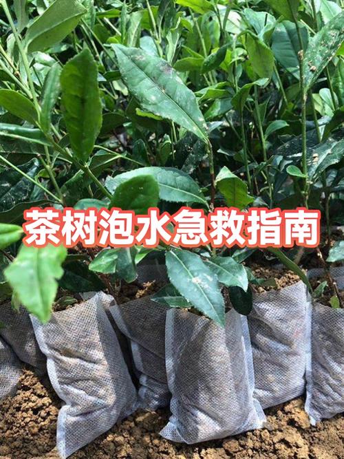 七叶树泡水喝的禁忌