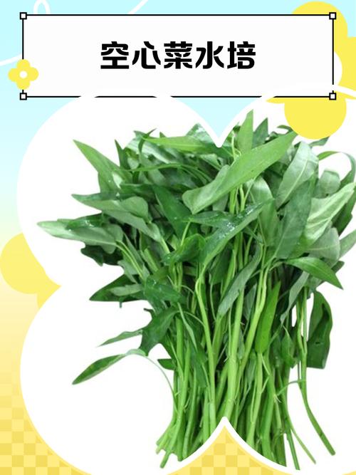 空心菜喜水还是喜旱