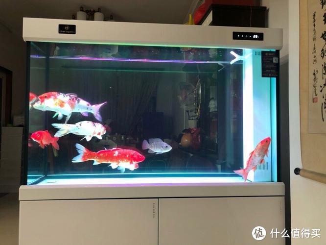 鱼缸白底色和黑底色哪个耐脏