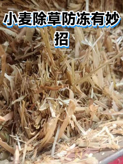小麦冬季除草注意事项截图