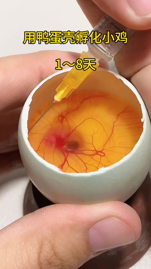 人能孵出小鸡吗?为什么