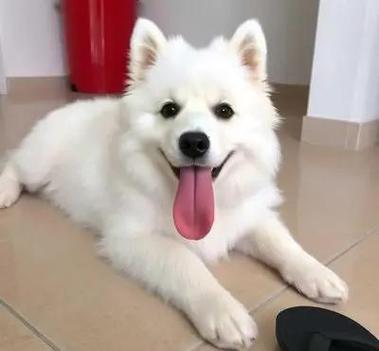 银狐犬脾气怎么样
