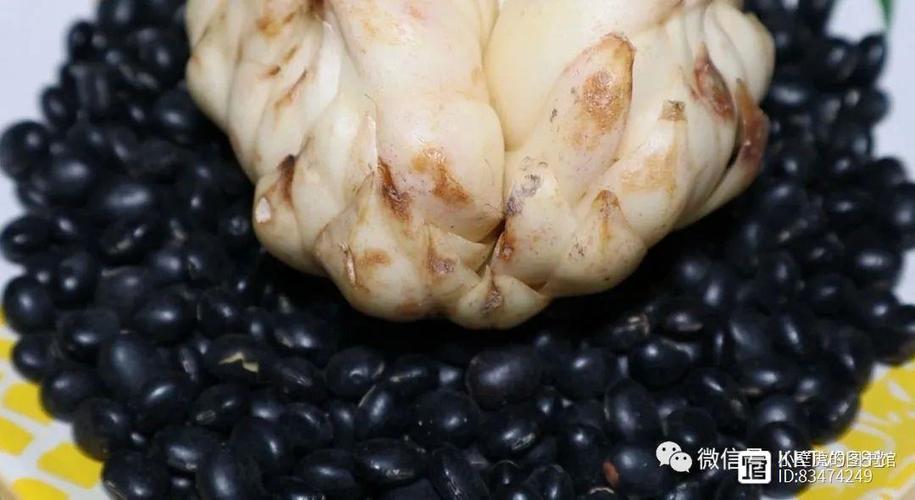 百合上的黑豆是啥缩略图