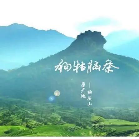 茶的发源地在哪里