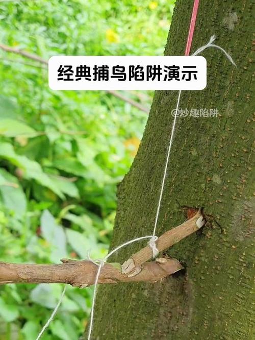 捕鸟技术视频鸟技术