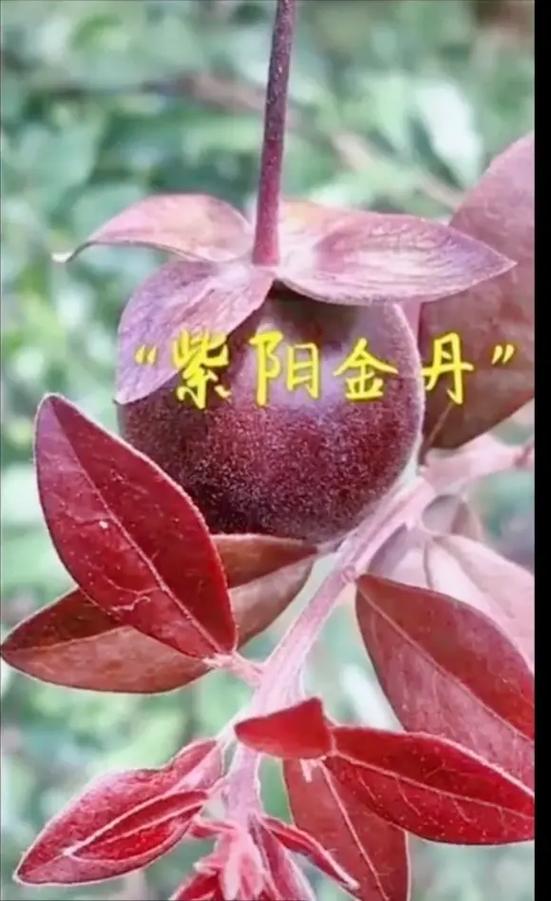 史上最强金丹图标