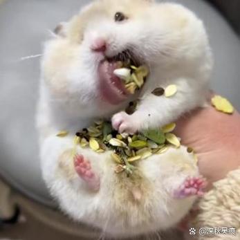 仓鼠一边腮帮肿起另一面却不肿