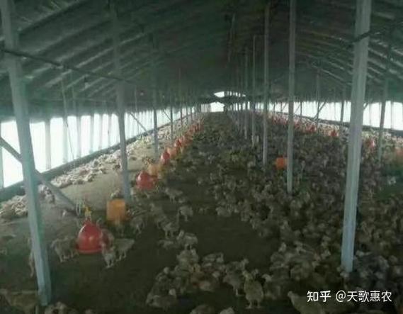 养鹅10大忌